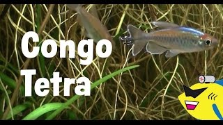 Congo Tetra Care How To Keep Congo Tetras [upl. by Nnyleuqaj]