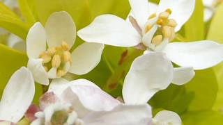 Mexican orange blossom  Choisya ternata  Sundance  Þrenningarrunni  Hvít blóm [upl. by Nosauq]