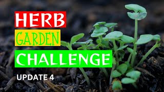 HERB GARDEN CHALLENGE  552024  HERBS FOR  planterhgc2024 [upl. by Ayetal666]