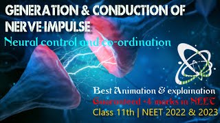 Generation and Conduction of Nerve Impulses  Neural Control and Coordination Class 11  NEET 2022 [upl. by Kcirddes]