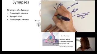 Lecture 9 Neurophysiology Part 2 [upl. by Maribeth595]