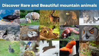 Discover the animals commonly found in mountain habitats  Animals names animals [upl. by Gnart]