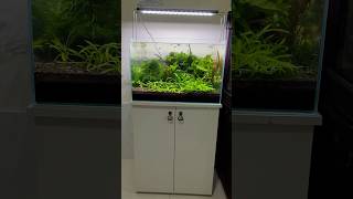 Planted with shrimps special  fish hobbies [upl. by Lahcym]