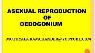 Oedogonium asexual reproduction for english medium [upl. by Adekahs]