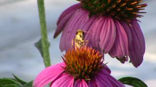 82424 Found a Skipper Butterfly near Cincinnati [upl. by Cirdahc]