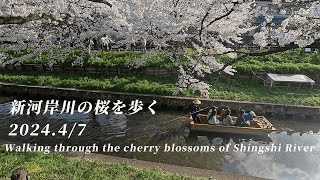 【No 1】新河岸川の桜を歩くWalking through the cherry blossoms of Shingasi River [upl. by Aivirt894]