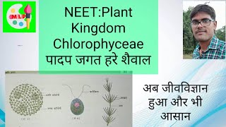 ChlorophyceaeGreen Algae Plant Kingdom।Class 11। Hindi medium। क्लोरोफाइसी।हरे शैवाल।पादप जगत। [upl. by Eneri]