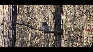 Ollie the Barred Owl at Pinson Mounds State Archaeological Park TN December 112023 [upl. by Nhabois]