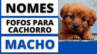 NOMES FOFOS PARA CACHORRO MACHO🐶😍 [upl. by Keil275]