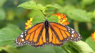 Schmetterling Monarch Danaus plexippus [upl. by Engedi]