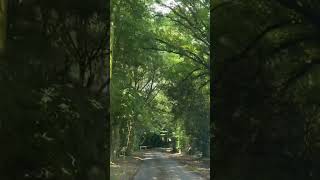 beautiful greenery road way from spilsby to skendleby [upl. by Airpac]