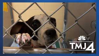 Local animal shelters prepare for 100 animals impacted by Hurricane Helene [upl. by Irbua517]