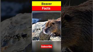 Incredible Facts About Beavers animals animalfacts youtubeshort shortsfeed shorts [upl. by Ytirahc332]