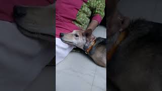 Lyca pets dog doglover 2024 kerala godsowncountry [upl. by Aleyak]