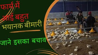 3rd flock main aai bimari EC Poultry Farming [upl. by Narod376]