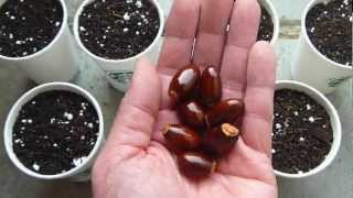 How to grow lychee tree from seeds [upl. by Stig432]