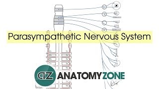 Parasympathetic Nervous System Anatomy [upl. by Now]