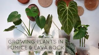 Growing plants in PUMICE and LAVA ROCK [upl. by Casavant]