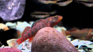 RegenbogenSpringbarsch Etheostoma caeruleum Darter amp Notropis lutipinnis wwwwp3dde [upl. by Stauder]