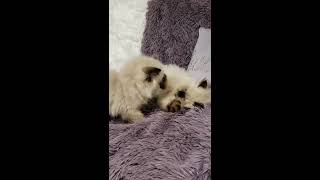 Himalayan Kittens Playing [upl. by Galatia]