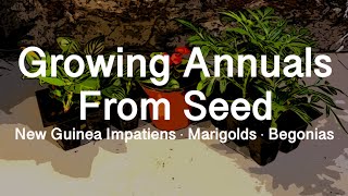 Starting Annuals from Seed New Guinea Impatiens Marigolds and Begonias [upl. by Iclehc]