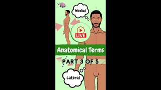 Medial amp Lateral Anatomical Terms amp direction [upl. by Warford]