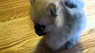 7 Week Old Pomeranian Puppy [upl. by Lenad693]