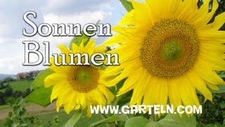 Sonnenblumen selbst pflanzen [upl. by Goody]