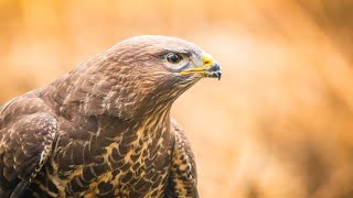 Buzzard 2020 [upl. by Chlori]