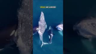 Orcas vs Gray Whales The Struggle for Survival [upl. by Herm]