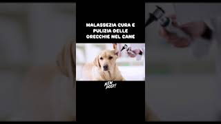 Malassezia  link nel primo commento non perderti l’intervista esclusiva con un veterinario cani [upl. by Ahsats31]