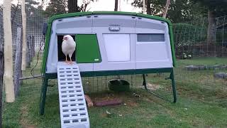 Omlet automatic chicken door review 0530 in the morning  timer works great [upl. by Aniral]