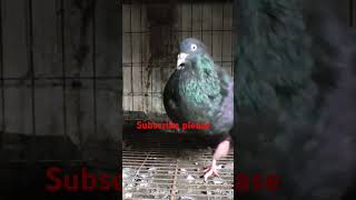 🇧🇩❤️old jarman croper male ❤️🇧🇩viralvideo birds pigeon love video birdspecies [upl. by Nap]