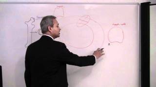 Immunology T Cells Lecture 7 part 14 [upl. by Oira]