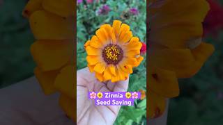 🌼Zinnia Seed Saving shorts zinnia seedsaving garden homestead appalachiashomesteadwithpatara [upl. by Ayotak]