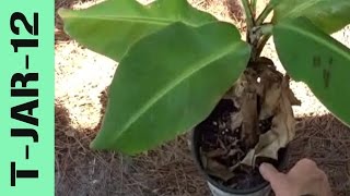 Grow Banana Tree In A Pot [upl. by Atnom]