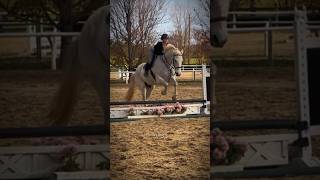 artie was so good  rideforaaron rideforbubba hunterjumper equestrian [upl. by Emmaline]