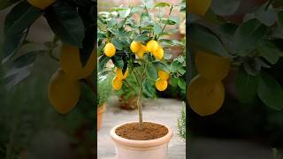 Simple way to Lemon Growing gardening shorts [upl. by Zosema258]