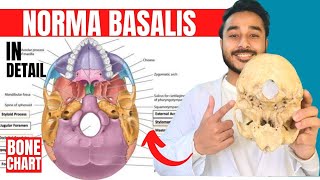 norma basalis anatomy 3d  anatomy of norma basalis of skull anatomy [upl. by Mason]