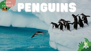 Penguins for children  All about Penguins for Kids  Baby Penguin  CuteKidsTV [upl. by Tony]