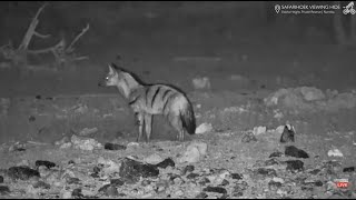 Aardwolf at Safarihoek September 16 2024 [upl. by Eeramit52]