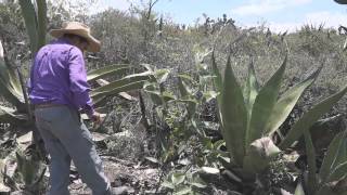 Tlachiqueando Arranque y poda del maguey Parte 4 [upl. by Arluene]