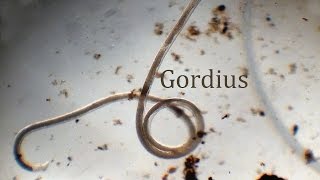 Gordius [upl. by Rufus]