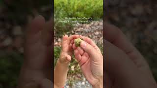 Acorn Hunting is a Sure Sign That Autumn is Coming 🍂🍁acorns foraging nature naturewalk fall [upl. by Anglim289]