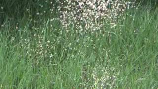 Midges Chironomidae Aerial Mating Dance [upl. by Elisa]