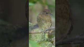 Cute baby Robin fledgling bird birds wildlife fledgling nature wildlifewatching wildbirds [upl. by Cheslie]