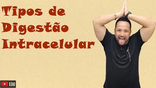 Tipos de Digestão Intracelular  Heterofagia e Autofagia  Funcionamento do Lisossomo  Citologia [upl. by Jarlen]