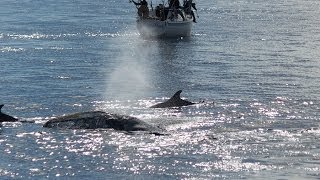 Romantic Whales Put On a Show for Dolphins and Paddleboarders in Front of Dana Point Harbor [upl. by Saffian533]