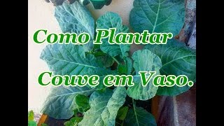 Como Plantar Couve em Vaso Inciomeiofim [upl. by Hael]