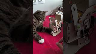 Playing with Meme meme smartcat catviralvideo cutecat cutekitty [upl. by Beore]